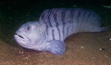 19 Atlantic Wolffish Facts .